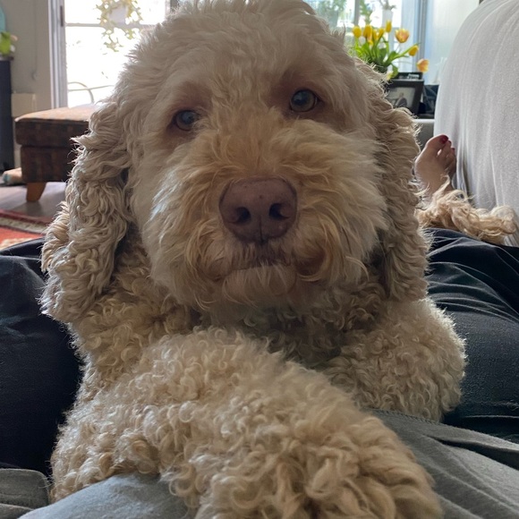 🎈My LIVE Notification! 🎈 - Picture 4 of 4